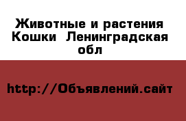 Животные и растения Кошки. Ленинградская обл.